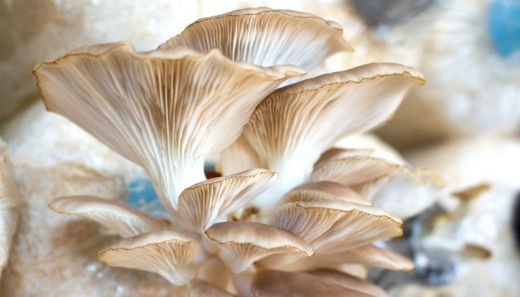 Best Mushroom Grow Bags