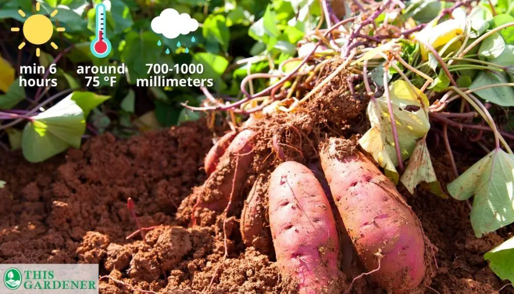 Caring For Your Sweet Potato Planter Sunlight and Temperature