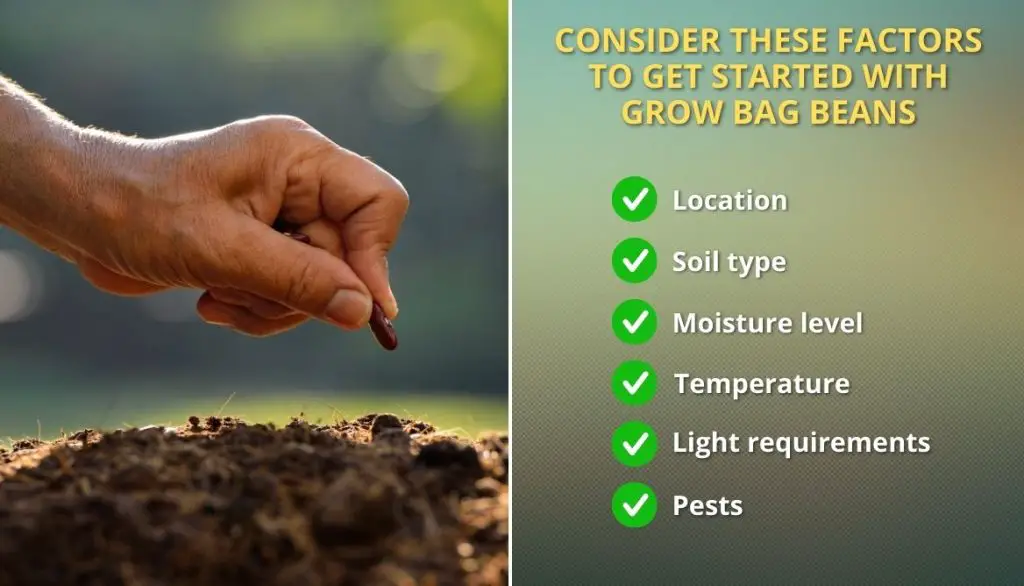 Consider These Factors To Get Started With Grow Bag Beans