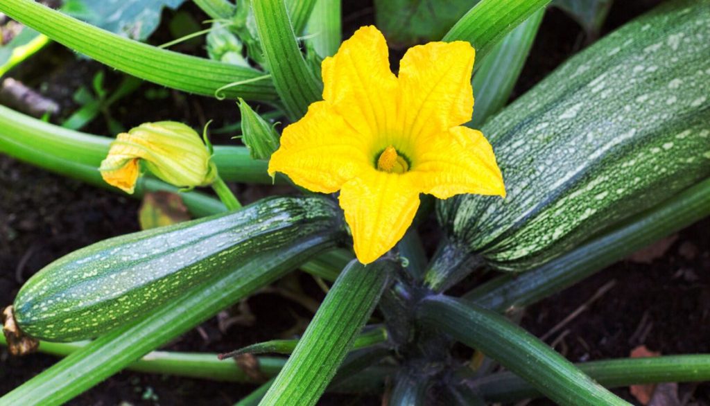 End Rot on Zucchini