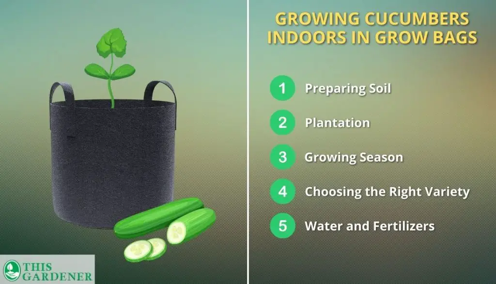 Growing Cucumbers Indoors In Grow Bags