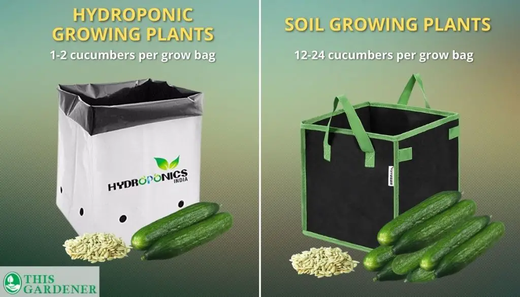 How Many Cucumber Seeds Per Grow Bag