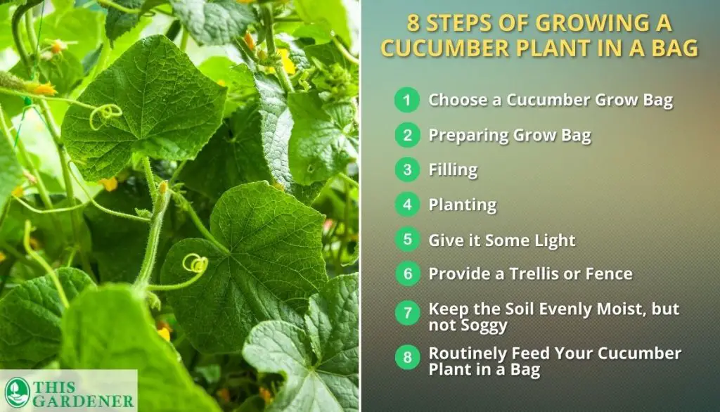 How To Grow A Cucumber Plant In A Bag
