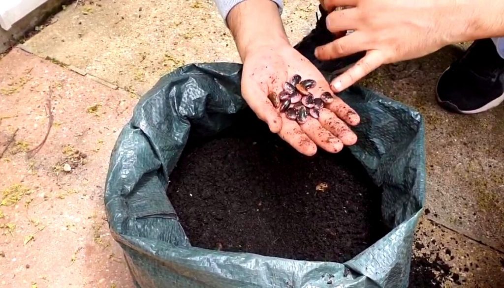 How To Grow Runner Beans In A Grow Bag