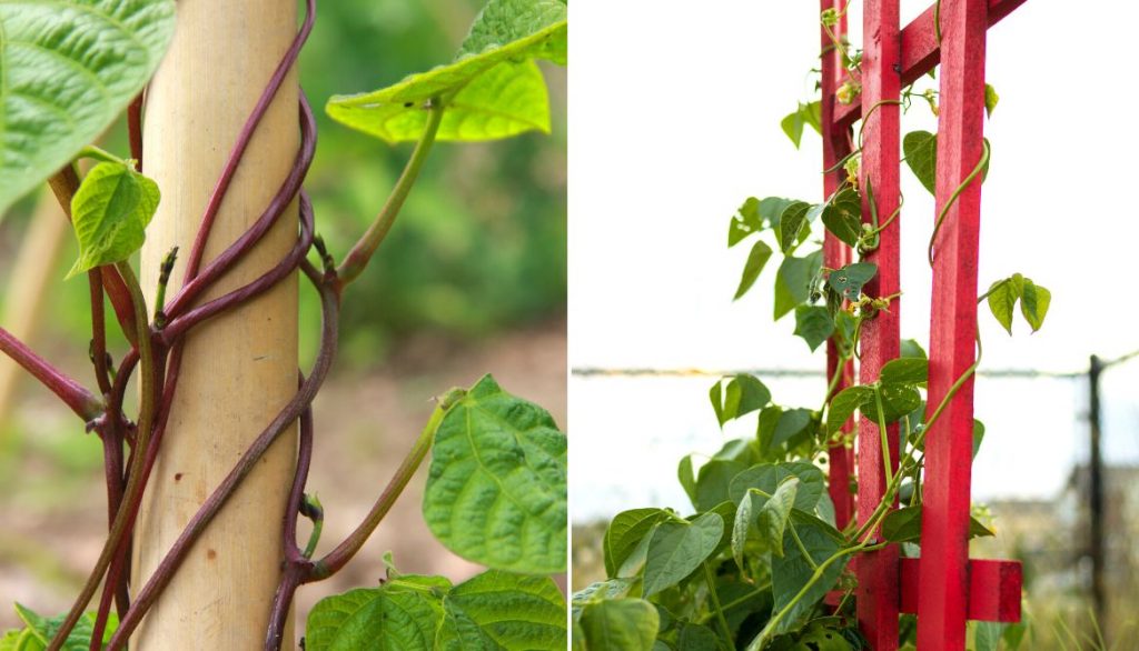 Making A Happy Home For Climbing Bean Plants