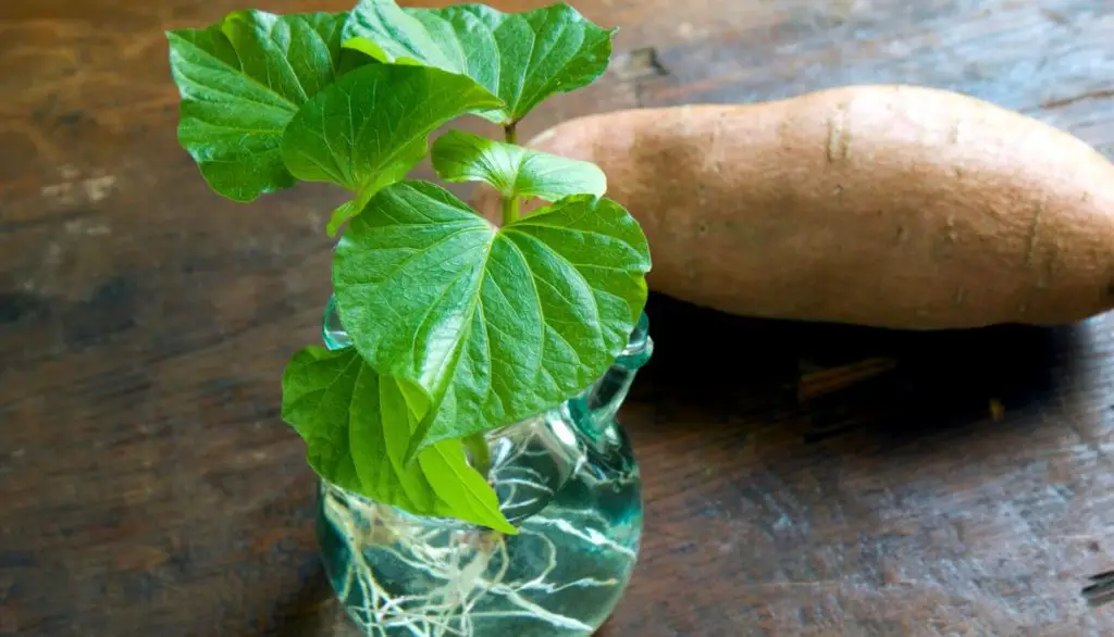 Plant Sweet Potato Slips