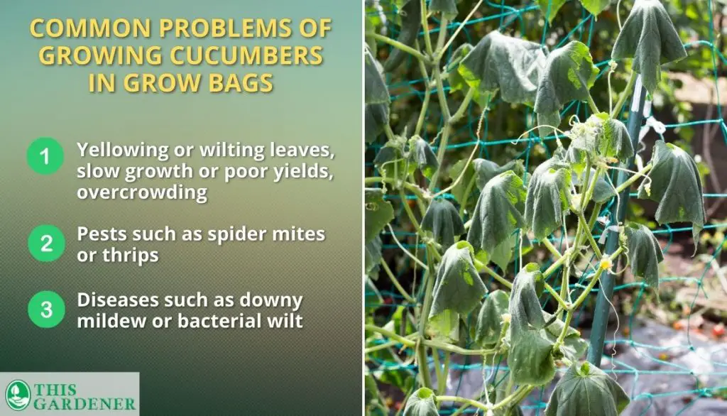 Problems Of Growing Cucumbers In Grow Bag