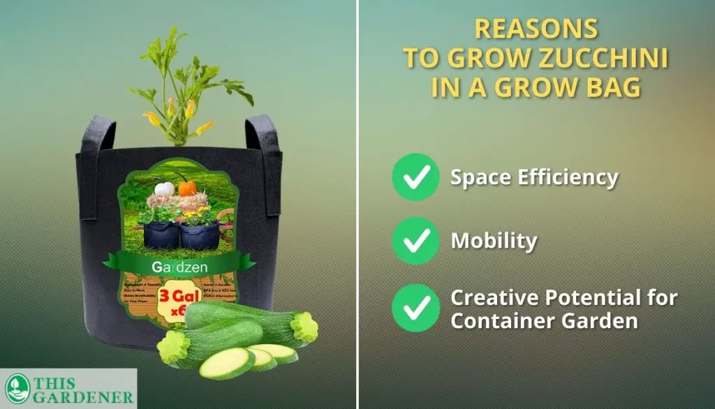 Reasons to Grow Zucchini in a Grow Bag