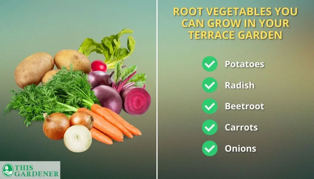 Root Vegetables You Can Grow In Your Terrace Garden