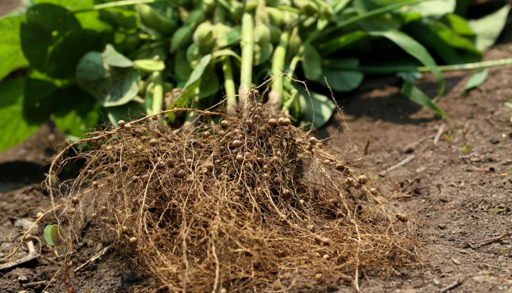 Roots Of Runner Beans