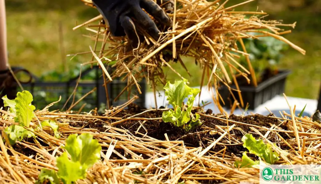 Six Tips for Using Mulch for Plant Roots