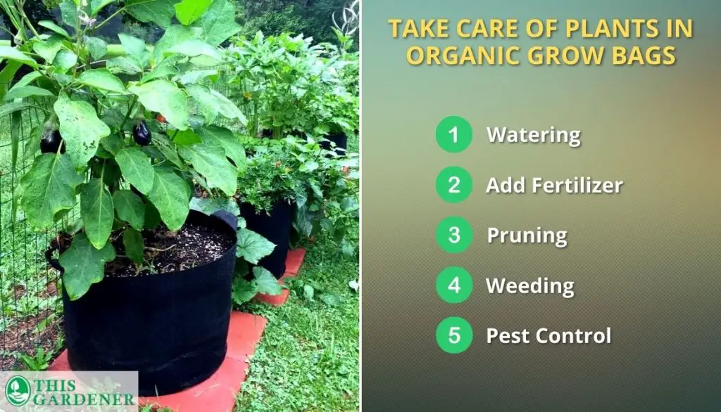 Take Care Of Organic Grow Bags