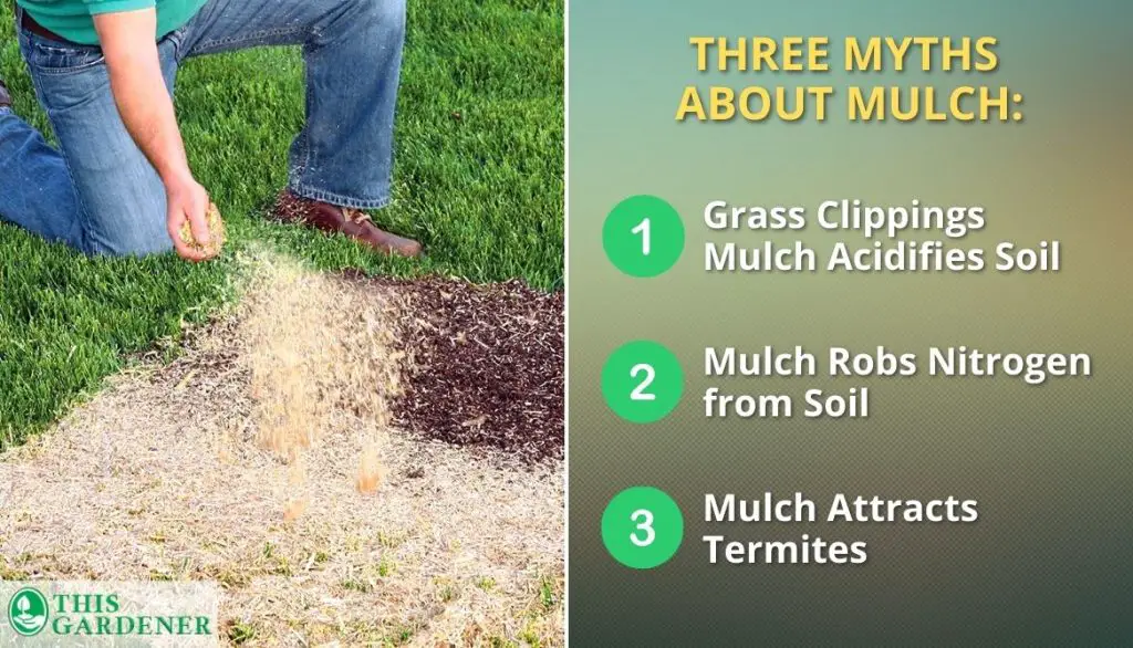 Three Myths About Mulch