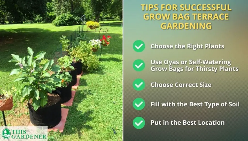 Tips For Successful Grow Bag Terrace Gardening
