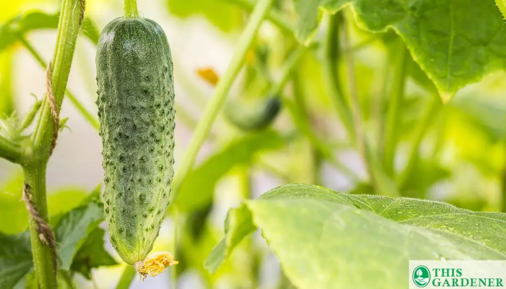 Two Additional Methods To Grow Cucumbers In Grow Bags
