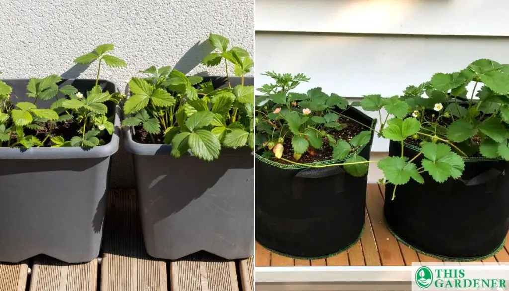 Using A Plant Grow Bag In Terrace Garden Instead Of Plastic Pots