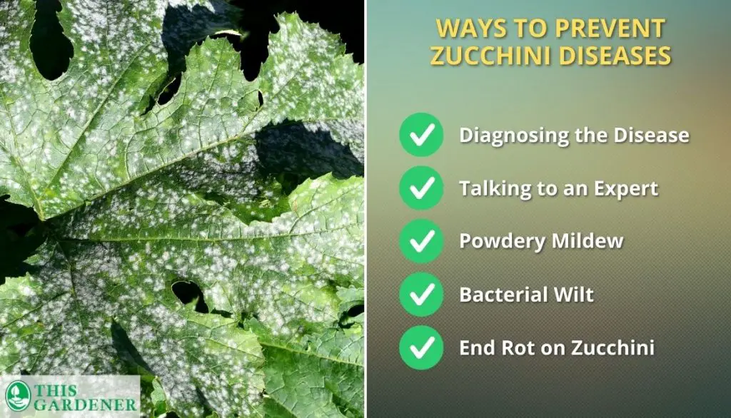 Ways to Prevent Zucchini Diseases