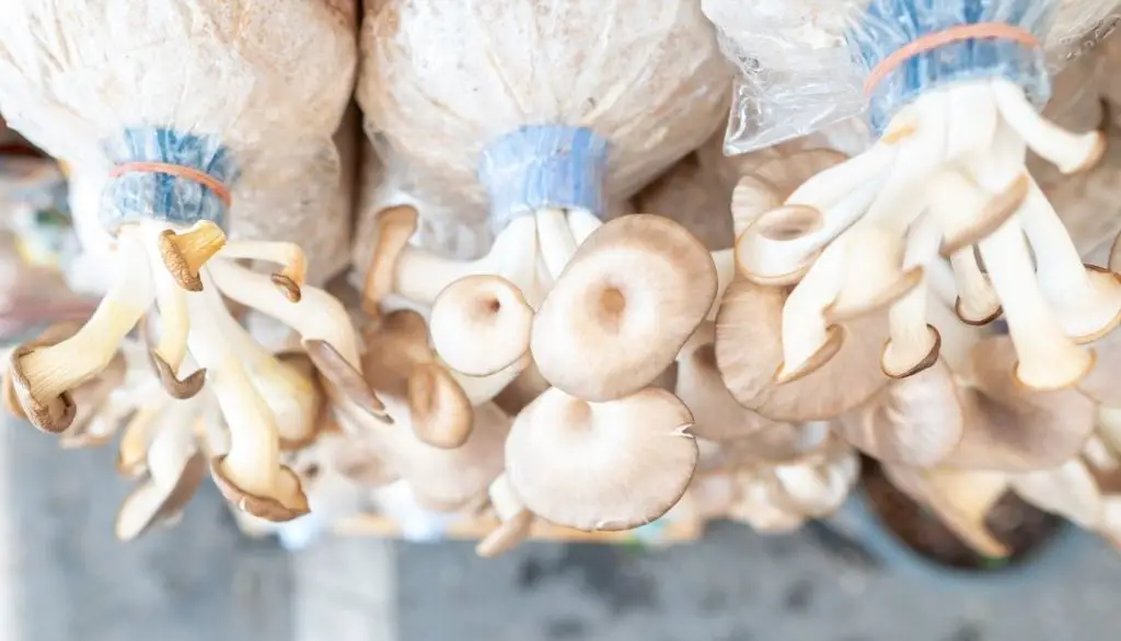 What is the Best Way to Grow Mushrooms