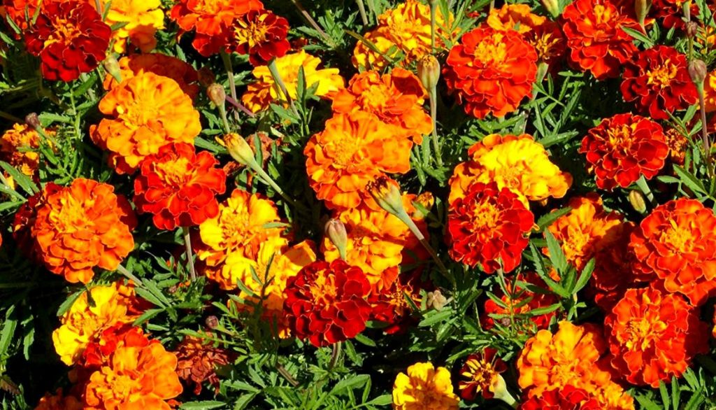 Best Flowers for Grow Bags French Marigold Flower