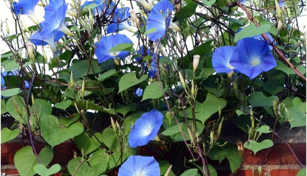 Best Flowers for Grow Bags Heavenly Blue Morning Glory Flower