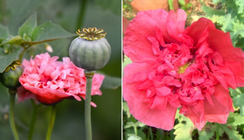 Best Flowers for Grow Bags Peony Poppy