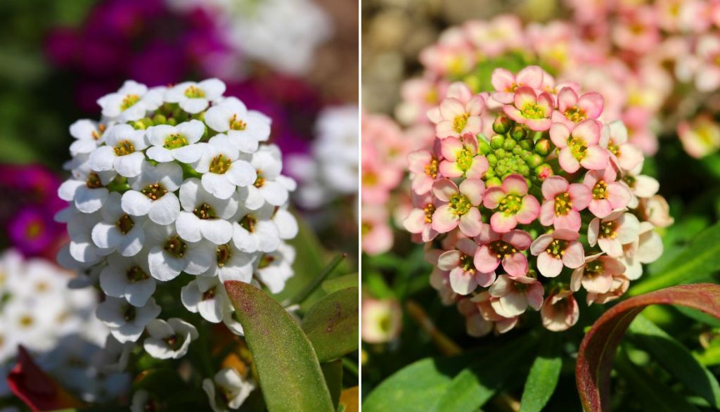 Best Flowers for Grow Bags Sweet Alyssum