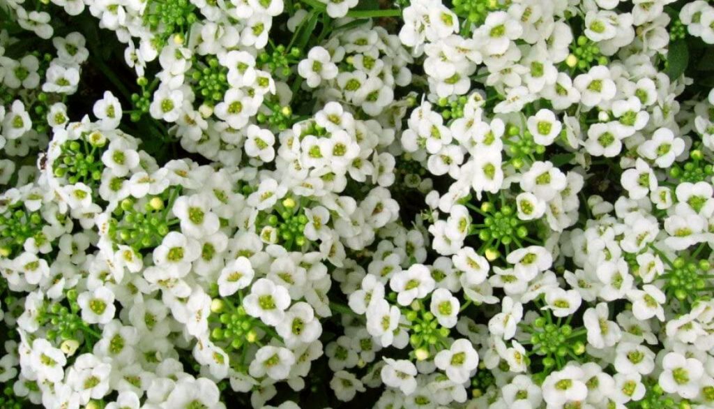 Best Flowers for Grow Bags Sweet Alyssum Flower