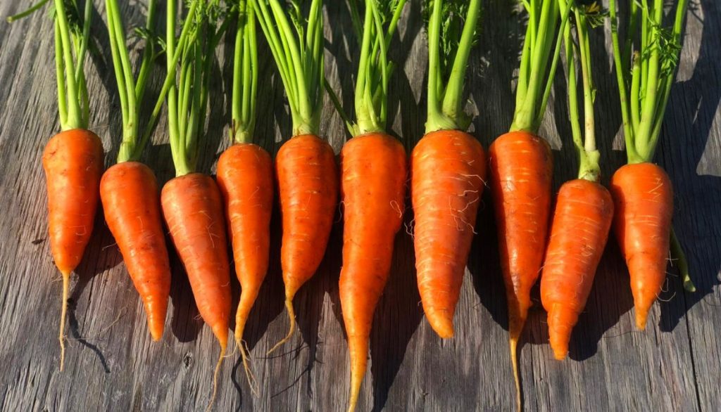 Best Grow Bags for Carrots Danvers