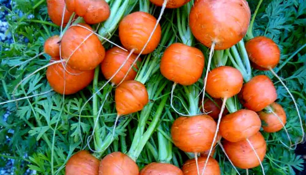 Best Grow Bags for Carrots Persian