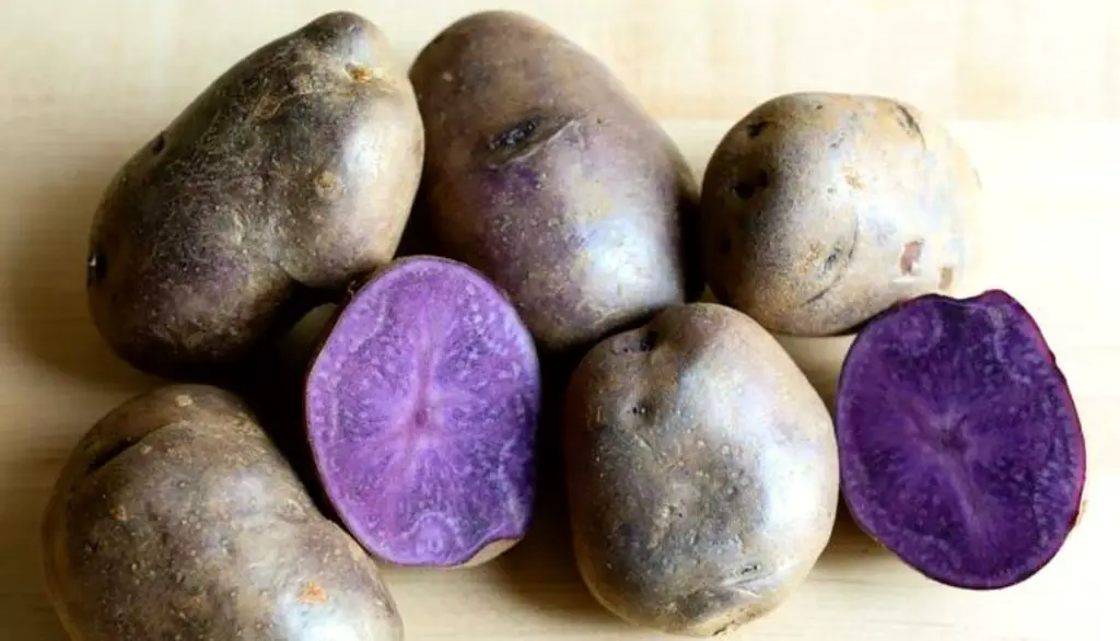 Best Potato Varieties for Grow Bags Adirondack Blue Potatoes