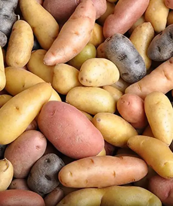 Best Potato Varieties for Grow Bags French Fingerling Potatoes