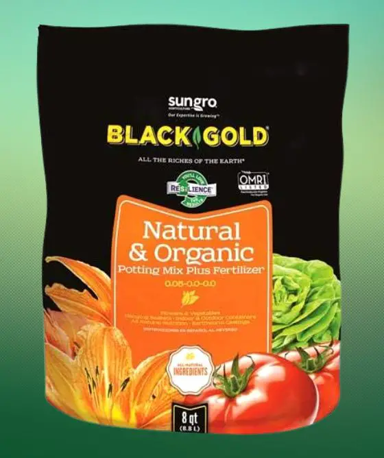 Best Soil for Tomatoes in Grow Bags Black Gold