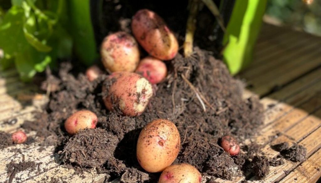 Best Time to Harvest Potatoes