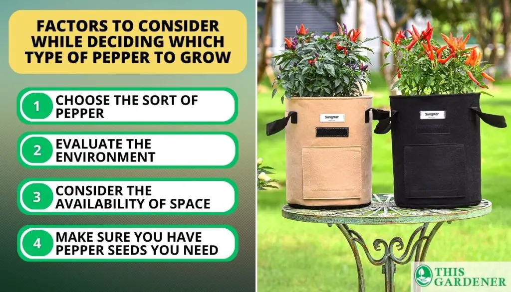 Factors That Can Help to Choose the Pepper Plant to Grow at Home