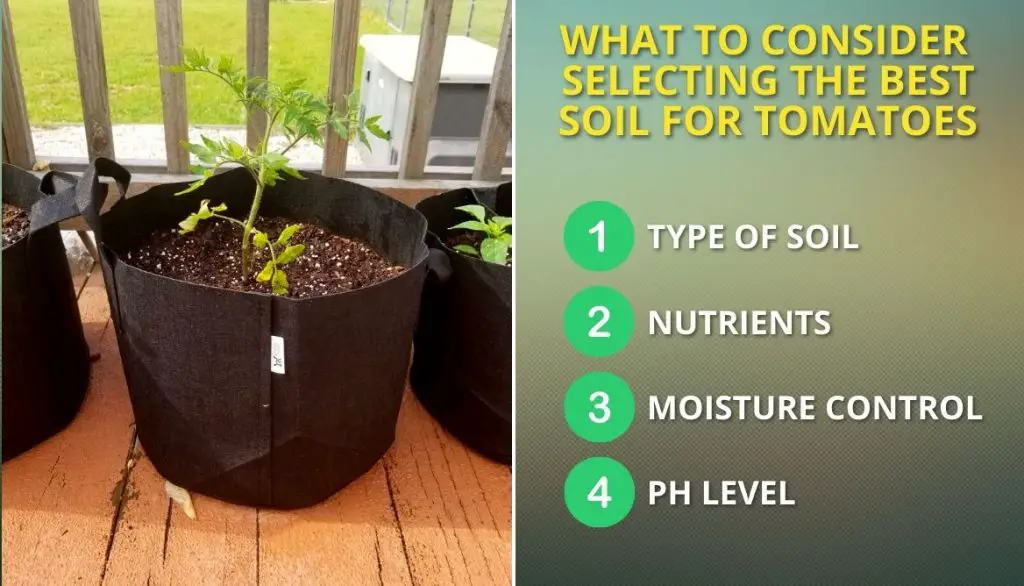Factors to Consider When Selecting the Best Soil for Tomato Plants