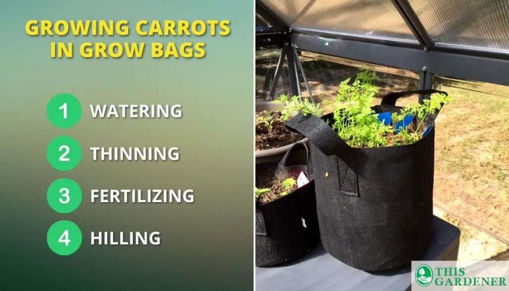 Growing Carrots in Grow Bags