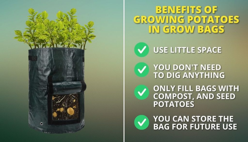 Growing Potatoes In A Bag (Potato Grow Bags)