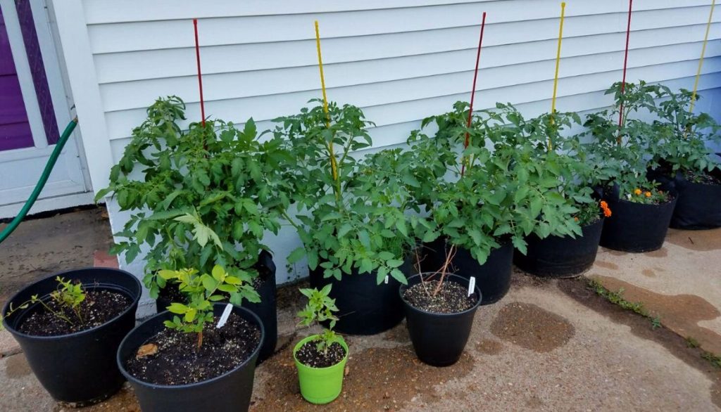 Growing in Pots