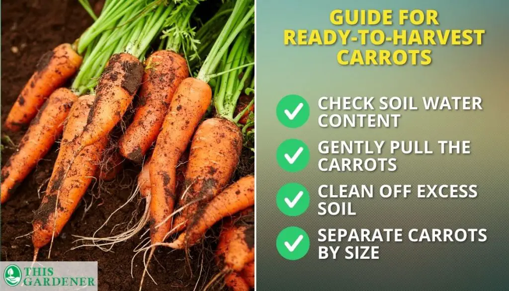 How Carrots are Harvested