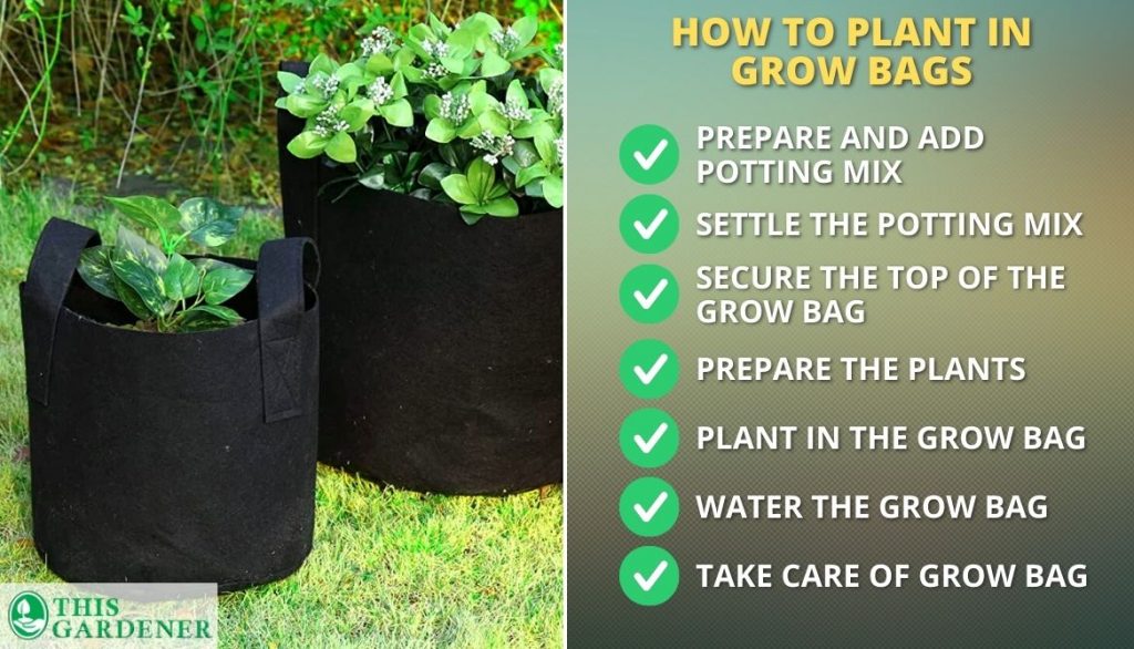 How to Plant in Grow Bags
