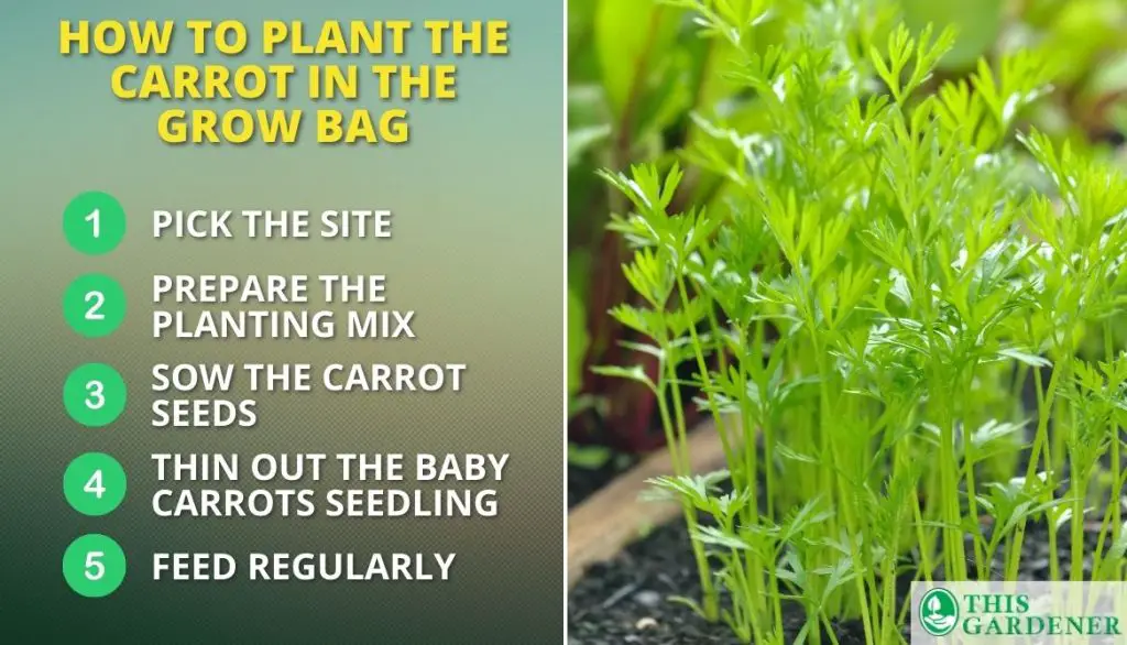 How to Plant the Carrot in the Grow Bag