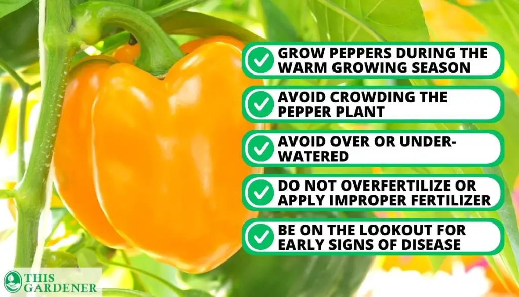 Important Things to Take While Planting Pepper