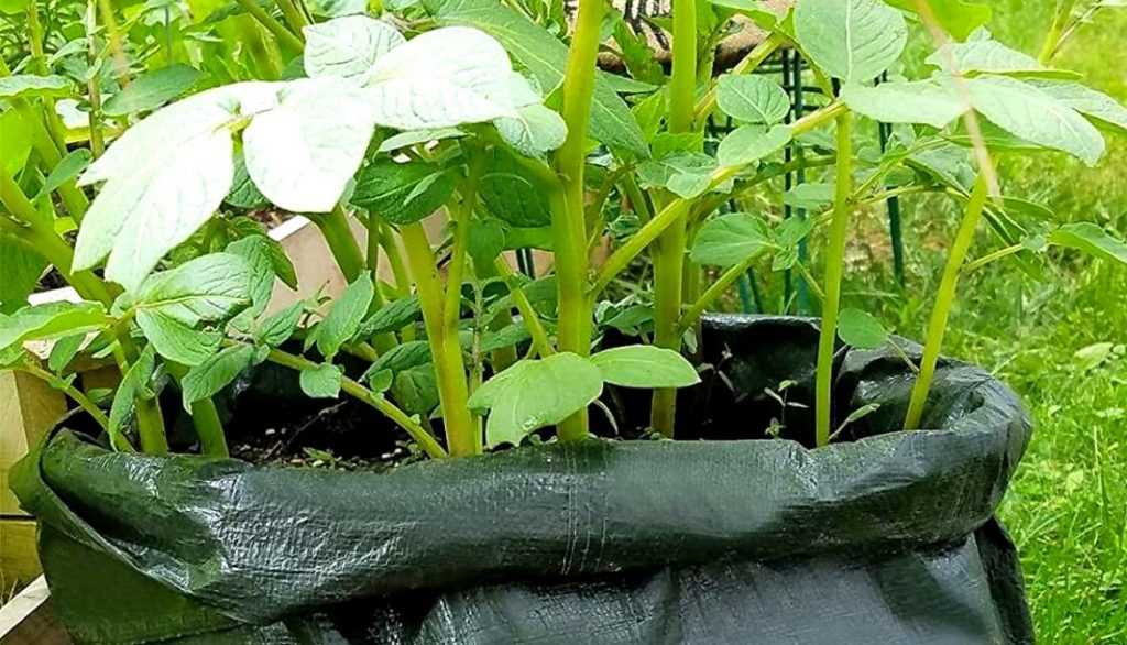 Planting and Earthing Up a Potato Plant