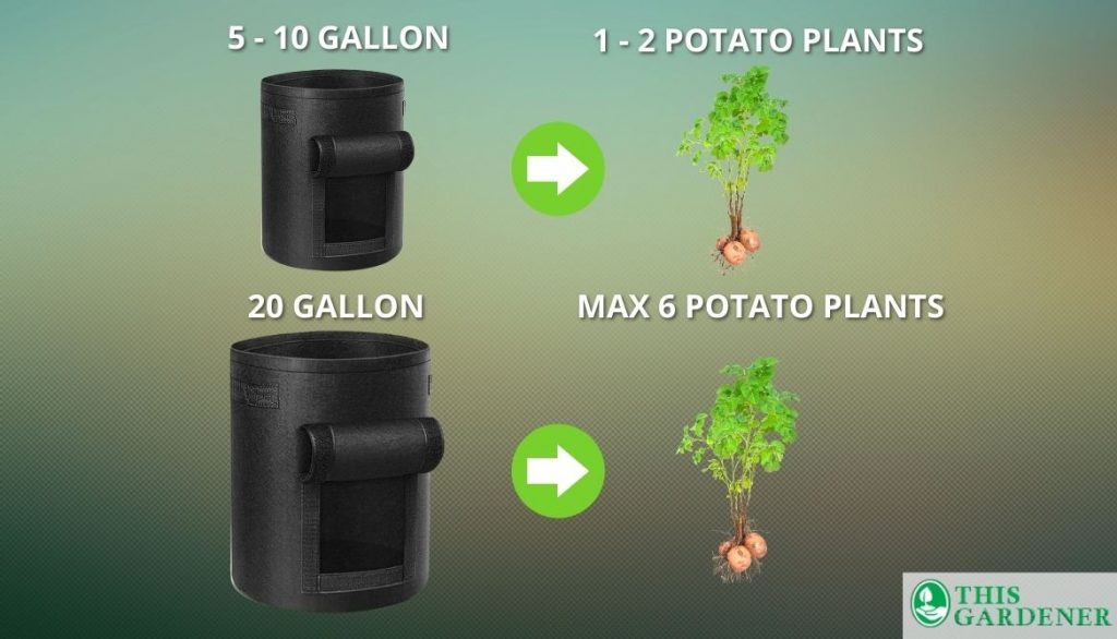 Potato Seed Quantity Per Grow Bag