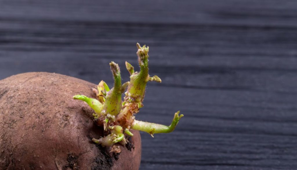 Preparing Seed Potato Varieties for Planting