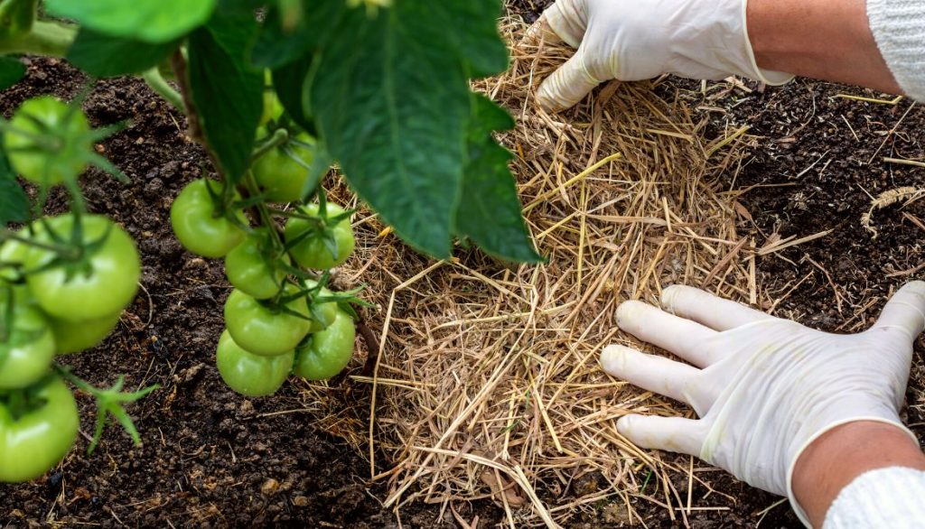 Reduce Disease Pressure Using organic straw