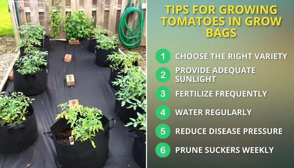 Tips for Growing Tomatoes in Grow Bags