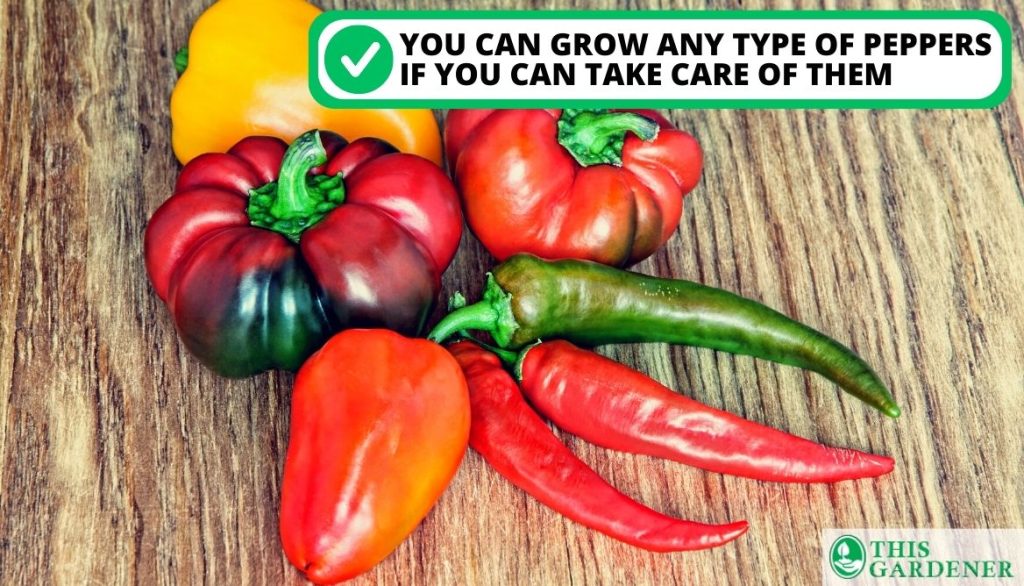 What Pepper Plants You Can Grow at Home