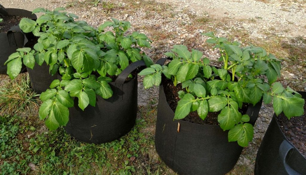 When to Water Potatoes in a Potato Grow Bag 