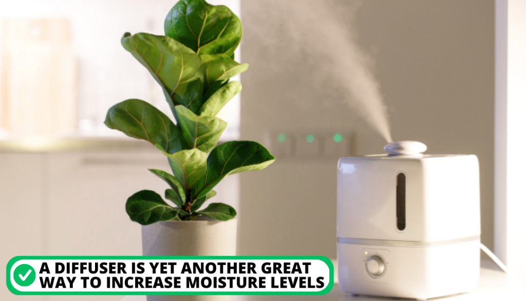 Alternative Ways to Humidify Plants